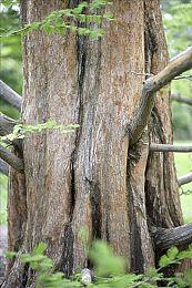 《博德之门3》2号补丁发布 提升性能改善卡菈克故事